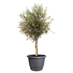 amiga rond 55cm antraciet